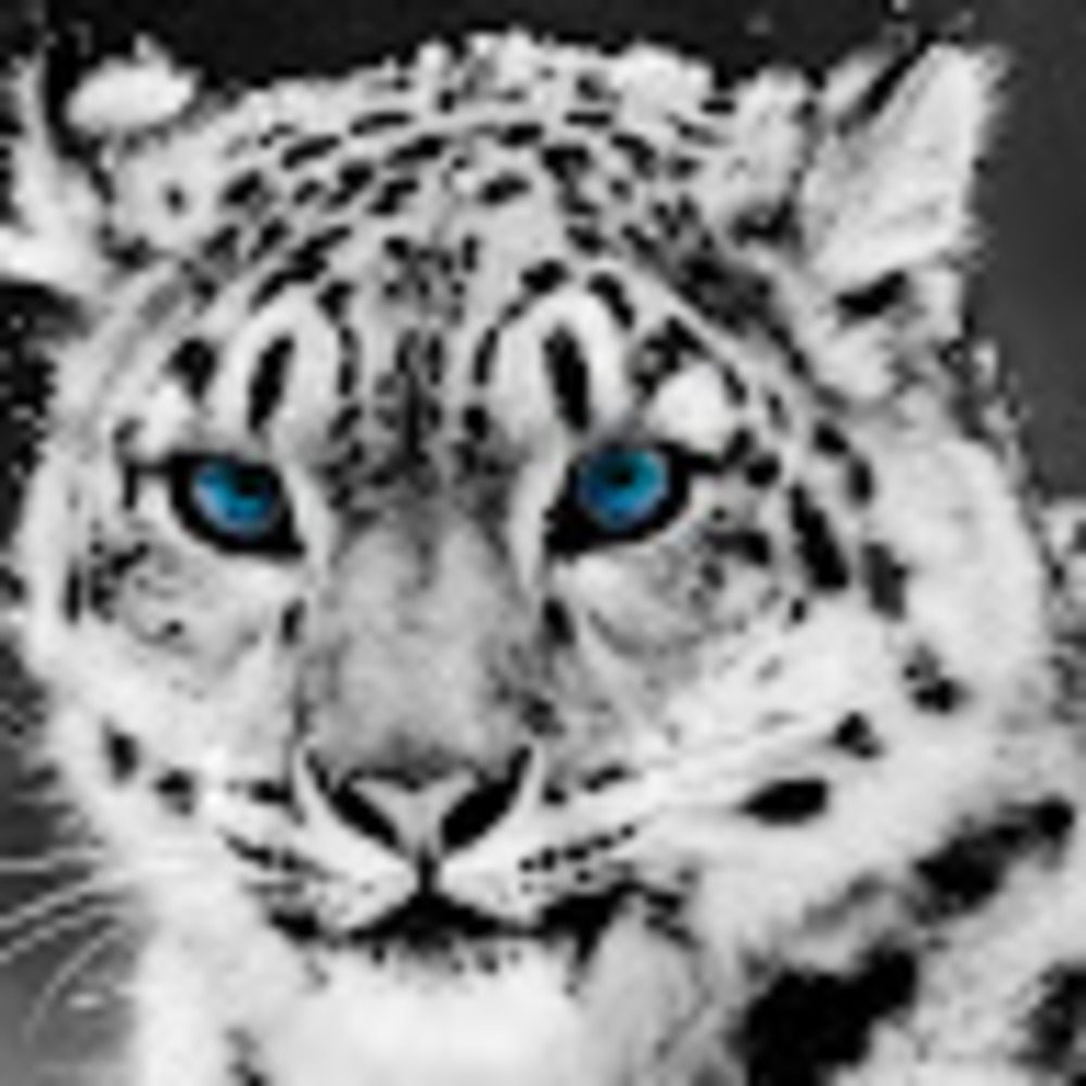 Meet your Posher, Shiva